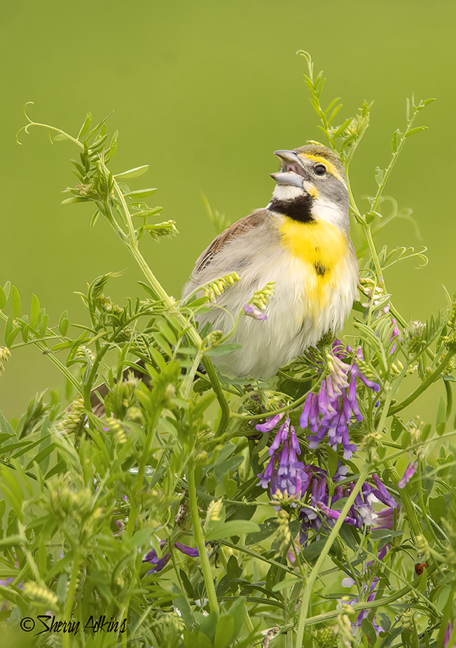 Dickcissel