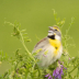 2Dickcissel - ID: 15925916 © Sherry Karr Adkins