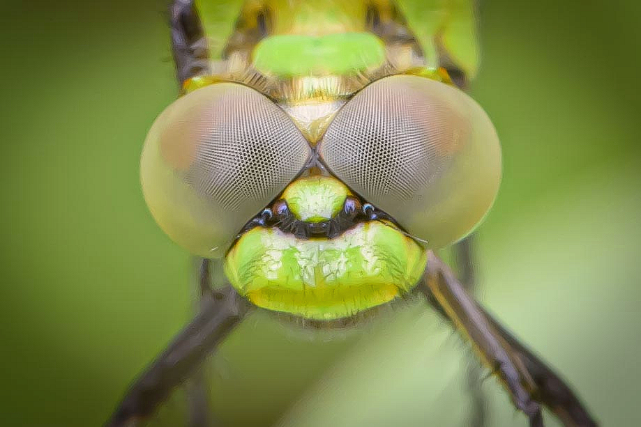 The Eyes of the Dragonfly