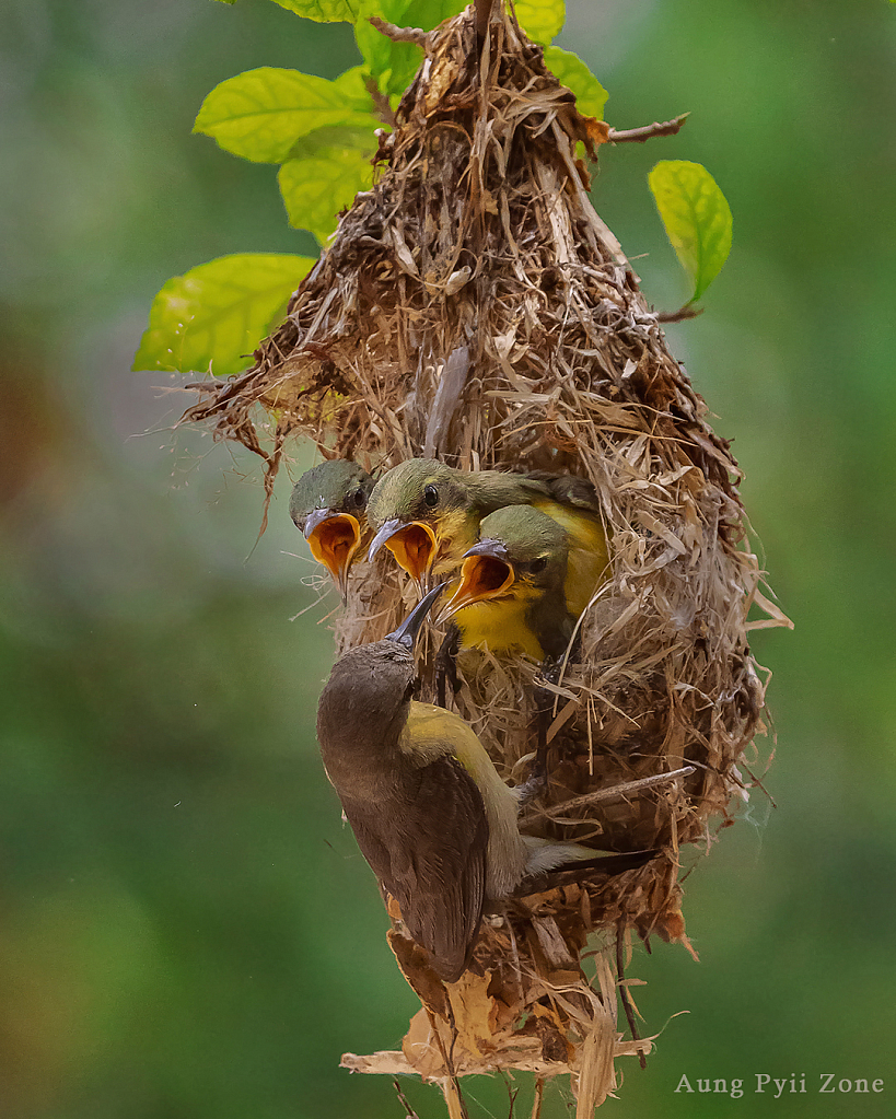 feeding food to her babies