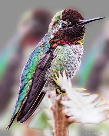 Anna's Hummingbird  