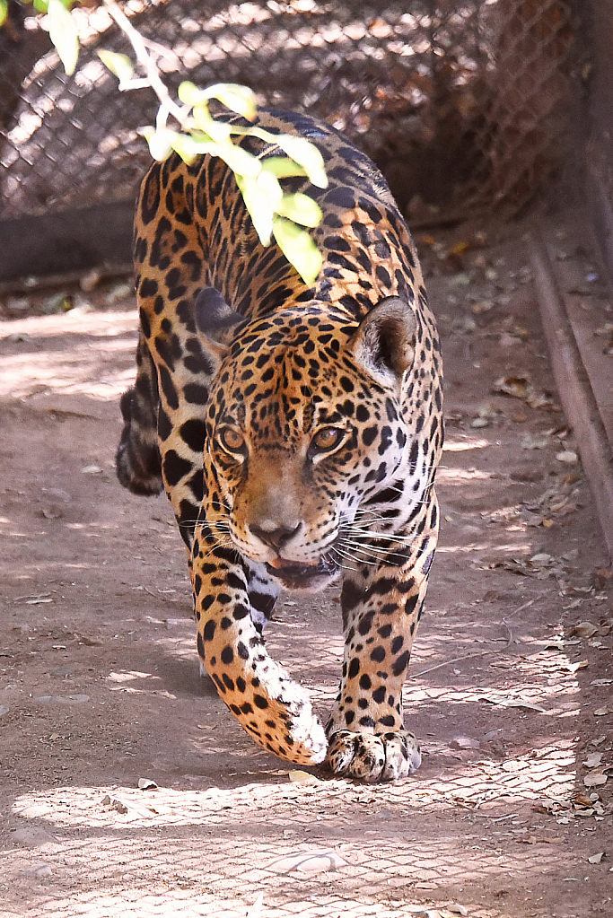 Here Comes The Leopard - ID: 15927279 © William S. Briggs
