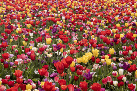 Tulip Invasion