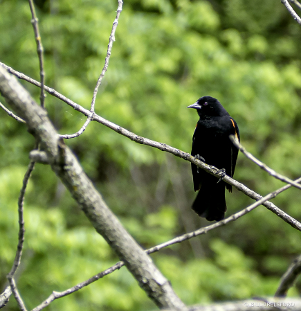 Red Wing Black Bird