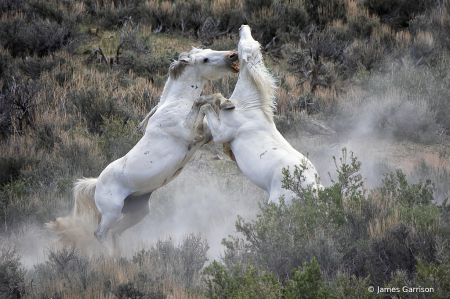 Dust Devils