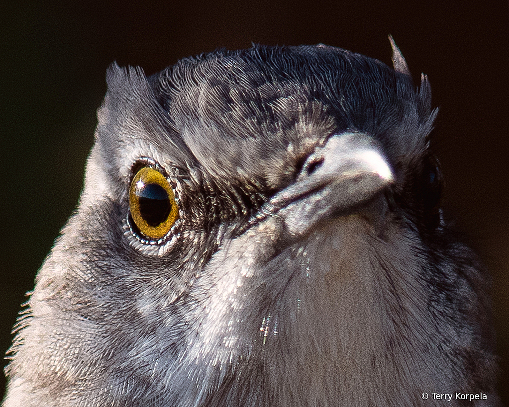 Northern Mockingbird Portrait