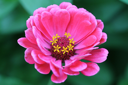 Zinnia 2