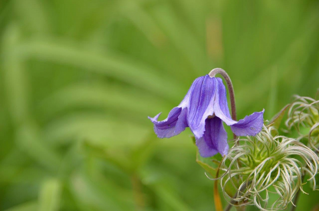 Purple Flower is G.G. Leger