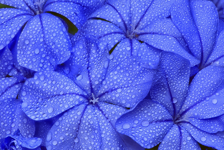 Blue Plumbago