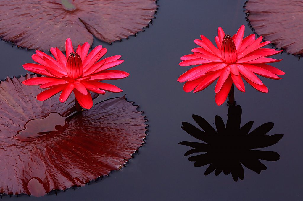 Two Water Lillies and Shadow