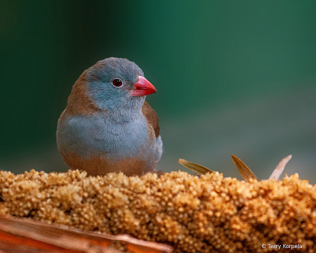 San Diego Zoo Bird