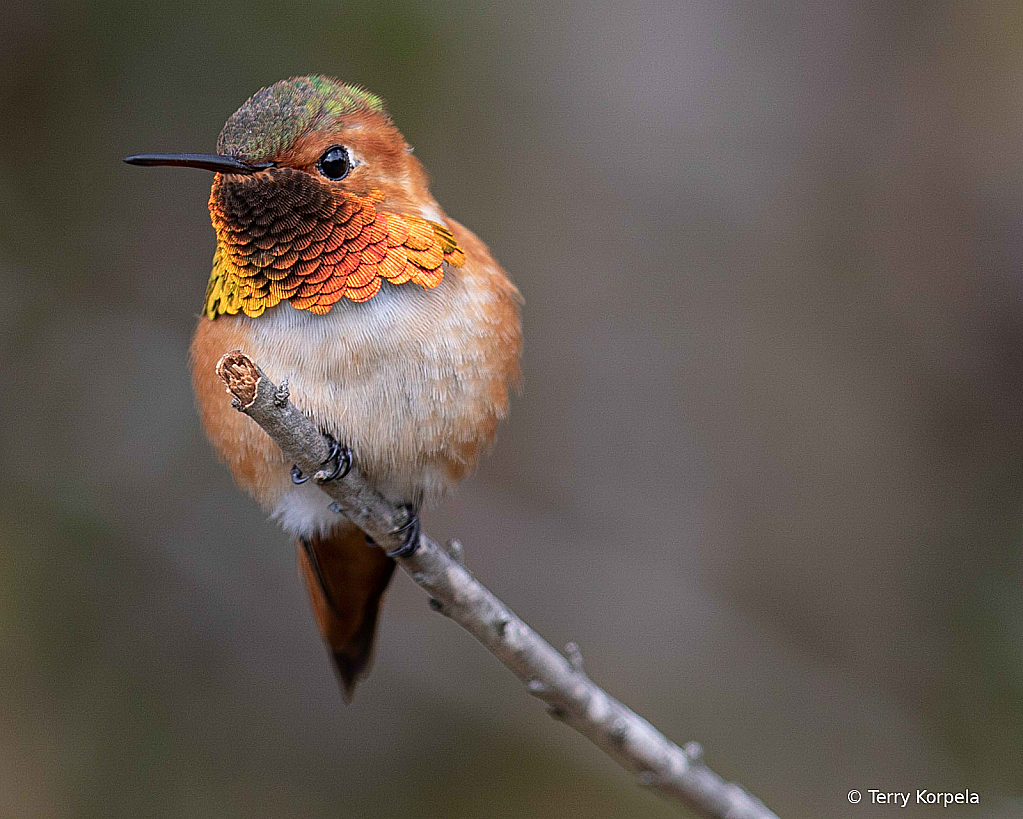 Allen's Hummingbird - ID: 15930683 © Terry Korpela