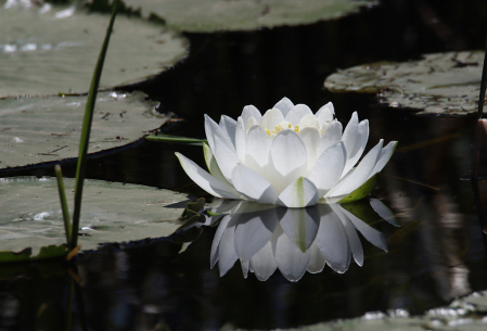 Wild Fresh Water Lily