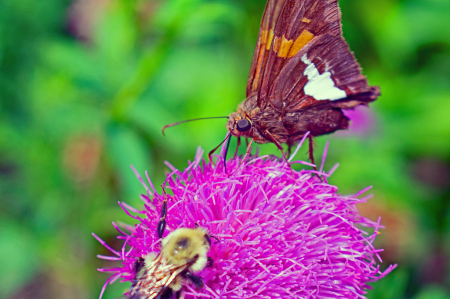 Two Pollinators