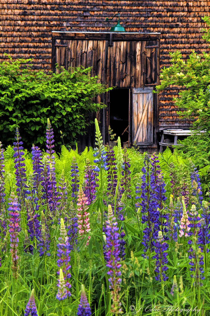 Old Barn With Lupines