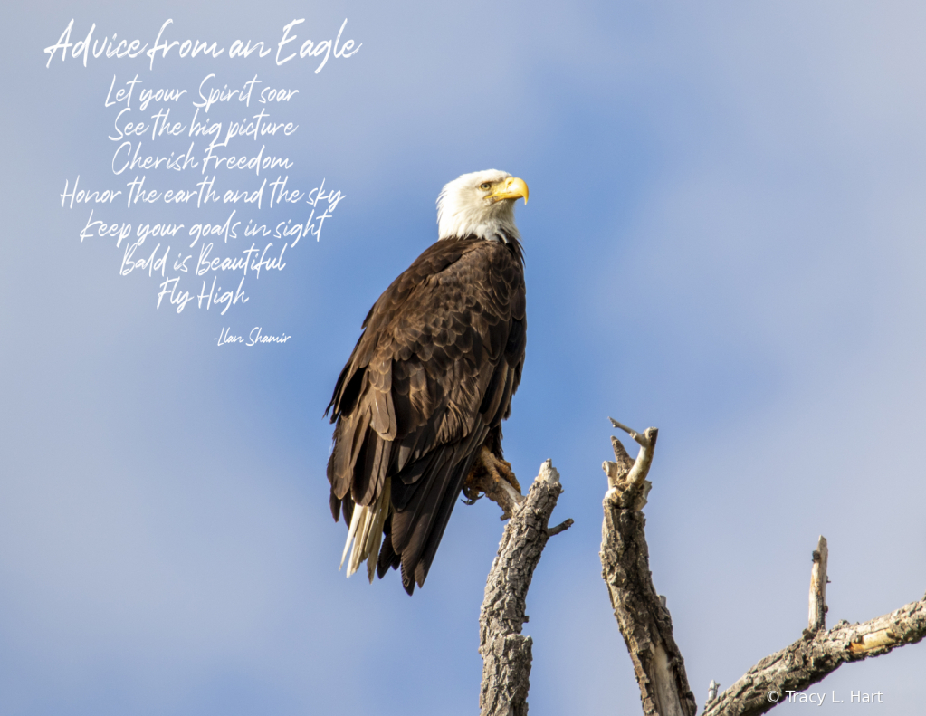 Advice from an Eagle