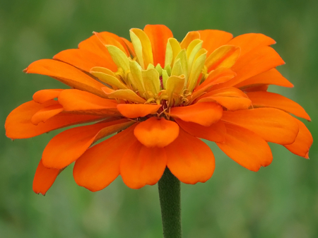 Zinnia