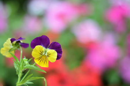 Pretty Pansy