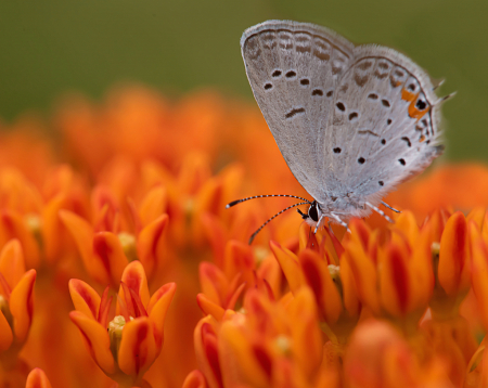 Small Blue on Orange Milkweed