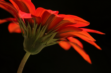 Luminous red gazania