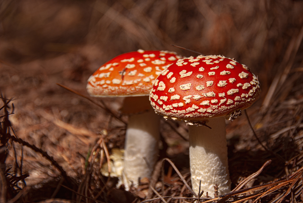 Fly Agaric