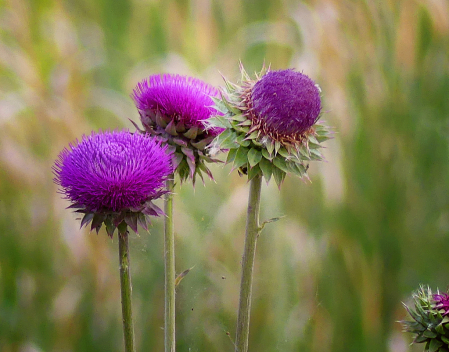 Invasive Beauty