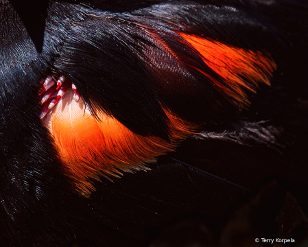 Red-winged Blackbird