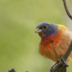 2Painted Bunting - ID: 15933324 © Sherry Karr Adkins