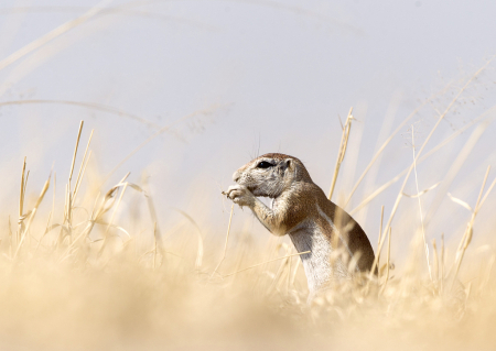 Ground Squirrel Kalahari  