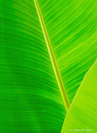 Banana Leaves