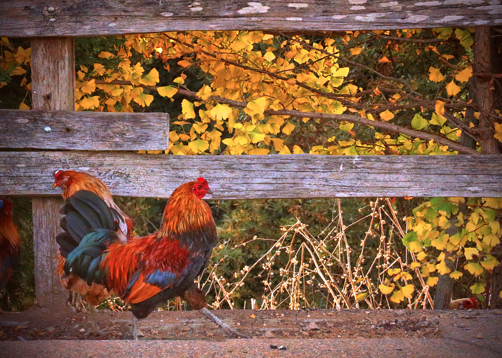 Colorful Rooster