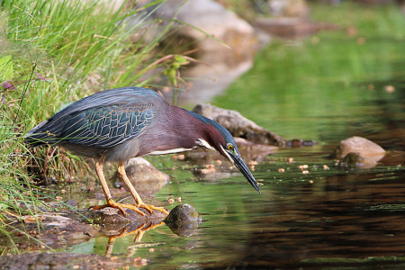 Green Heron 6