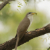 2Yellow-billed Cuckoo - ID: 15932701 © Sherry Karr Adkins