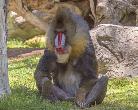 Mandrill Baboon at the Phoenix Zoo 