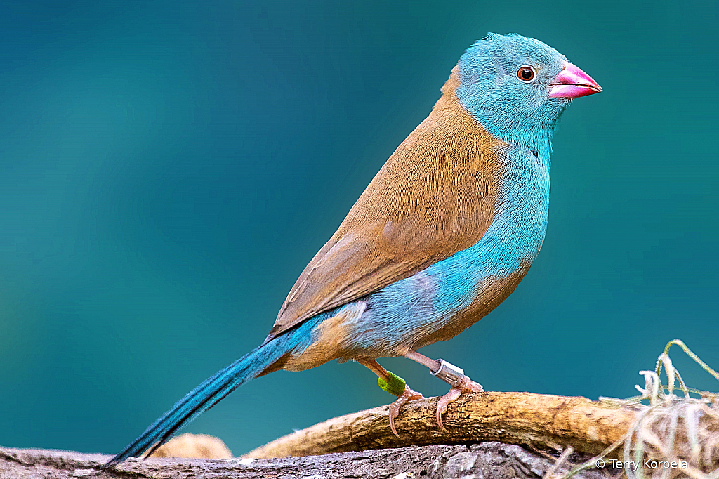 San Diego Zoo Bird