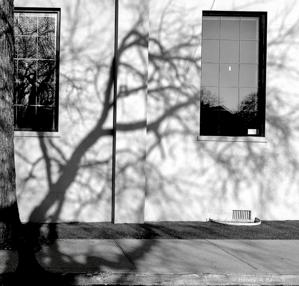 Reflections Of 2 Trees in Downtown ..