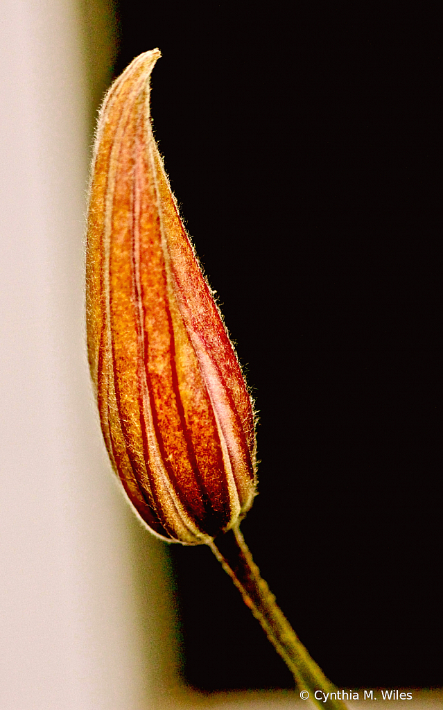 Bud