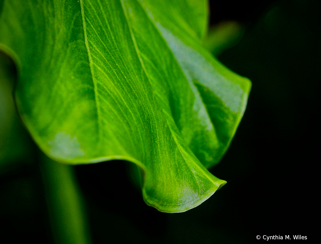 Leaf Tip