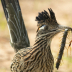 2Roadrunner with centipede - ID: 15934493 © Sherry Karr Adkins