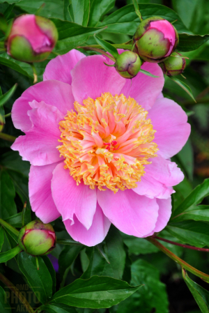 ~ ~ PEONY’S HEART ~ ~ 