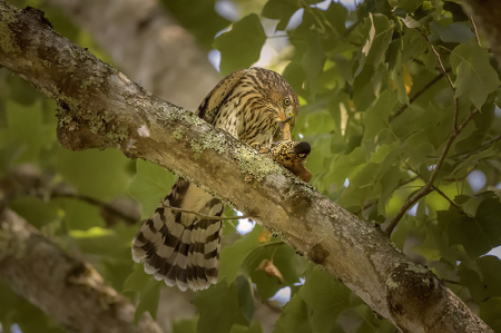 Coopers Hawk 4