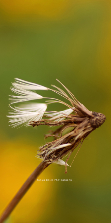 The Wind