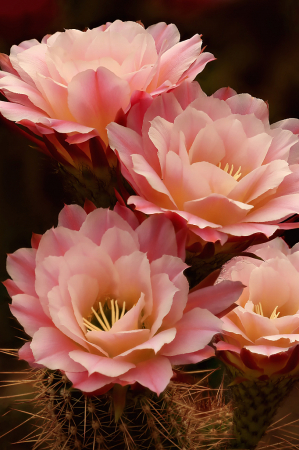 Four Cactus Flowers