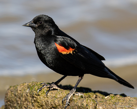 Red-winged Blackbird