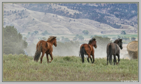 Feeding Time at the Wild Horse Sanctuary