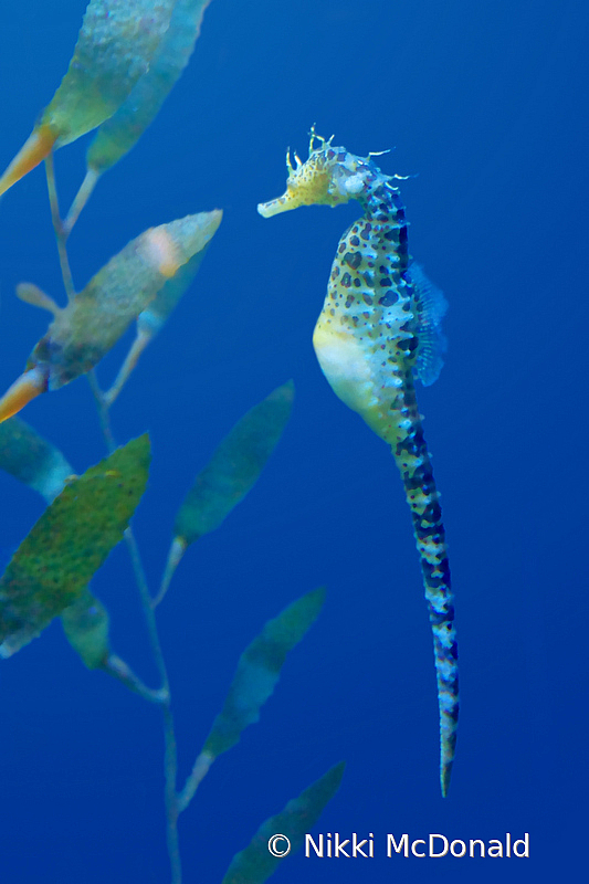 Seahorse