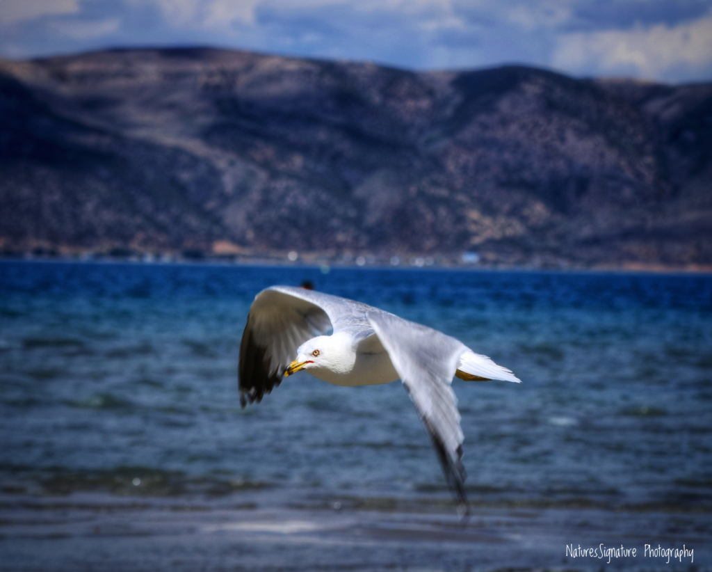 ~ Seagull Landing ~