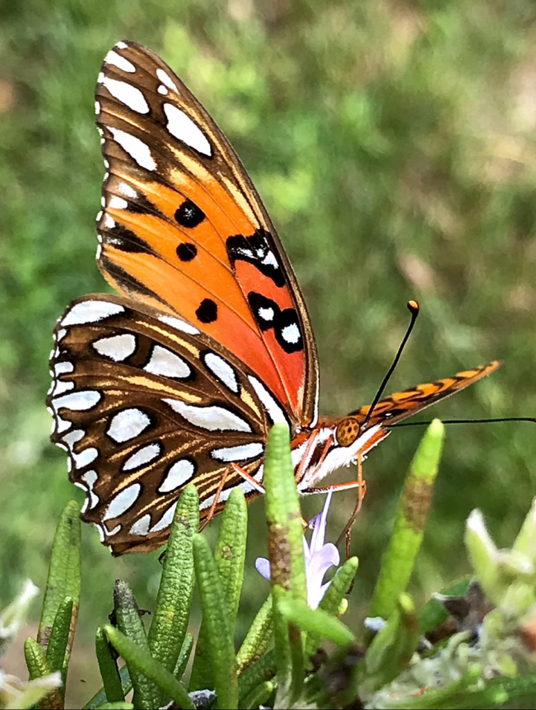 Gorgeous visitor