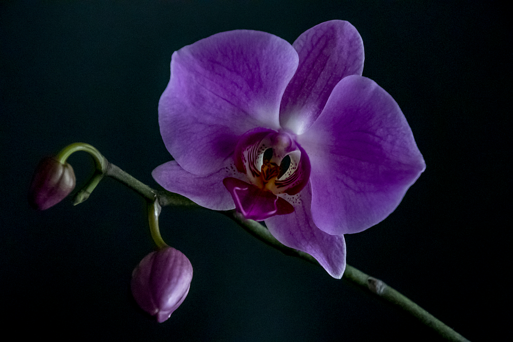 Orchid