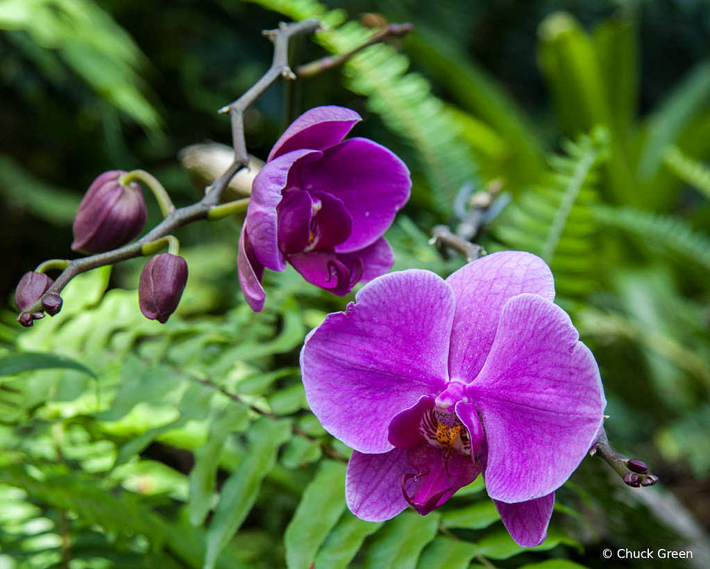 Lavender Orchid